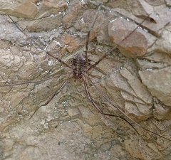 Opilio saxatilis