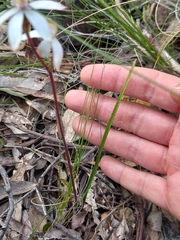 Caladenia moschata
