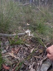 Caladenia moschata