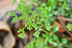 Polycarpon tetraphyllum