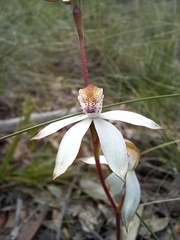 Caladenia moschata