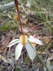 Caladenia moschata