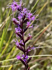 Liatris acidota
