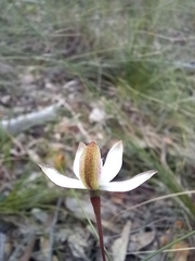 Caladenia moschata