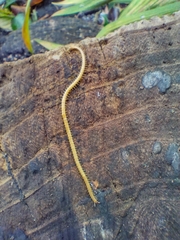 Haplophilus subterraneus