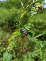 Mesosphaerum suaveolens