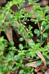 Polycarpon tetraphyllum