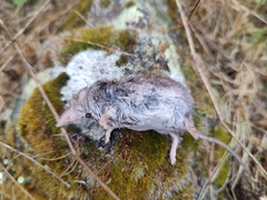 Crocidura russula