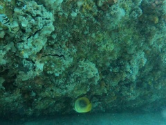 Chaetodon aureofasciatus