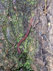 Eisenia