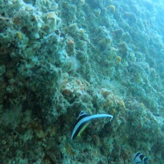 Heniochus