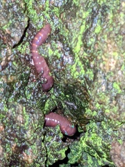Eisenia