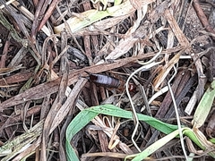 Forficula auricularia