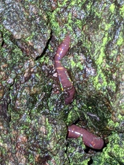Eisenia