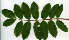 Lyonetia clerkella
