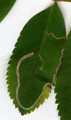 Lyonetia clerkella