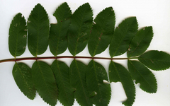 Lyonetia clerkella