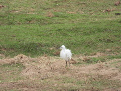 Egretta garzetta garzetta