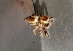 Thyene imperialis