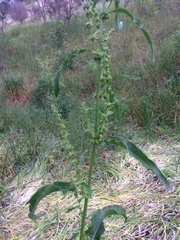Rumex pulcher