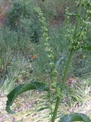 Rumex pulcher