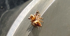 Thyene imperialis