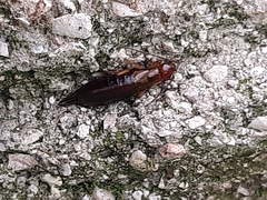Forficula auricularia