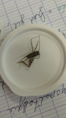 Gryllomorpha dalmatina
