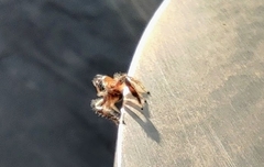 Thyene imperialis