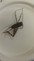 Gryllomorpha dalmatina