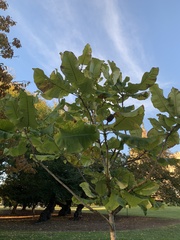 Magnolia macrophylla