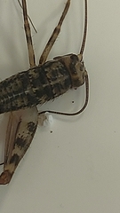 Gryllomorpha dalmatina