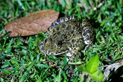 Hoplobatrachus chinensis