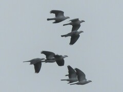 Lopholaimus antarcticus