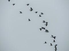 Lopholaimus antarcticus