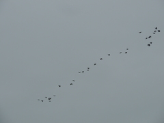 Lopholaimus antarcticus