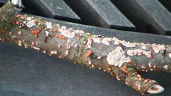 Nectria cinnabarina