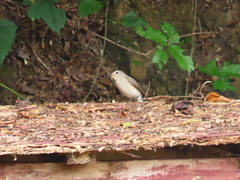 Ficedula