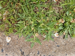 Heliotropium amplexicaule