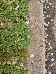 Heliotropium amplexicaule