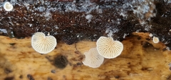 Panellus mitis