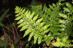 Asplenium lamprophyllum