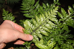Asplenium lamprophyllum