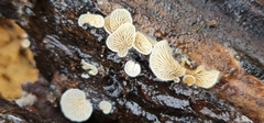 Panellus mitis