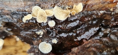 Panellus mitis