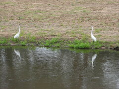 Ardea alba melanorhynchos