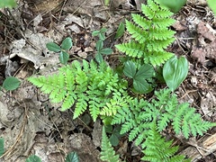 Dryopteris campyloptera