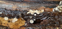 Panellus mitis