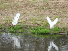 Ardea alba melanorhynchos