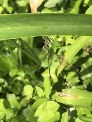 Lestes virgatus